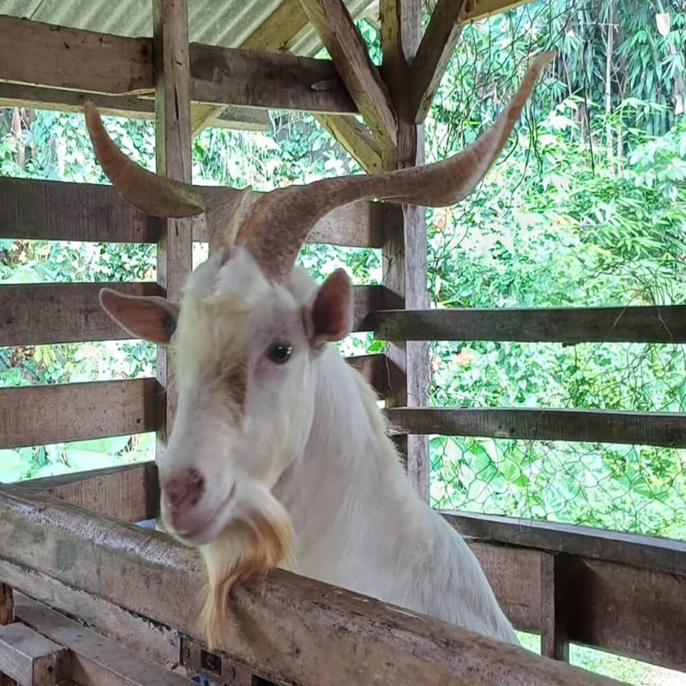 10Kambing