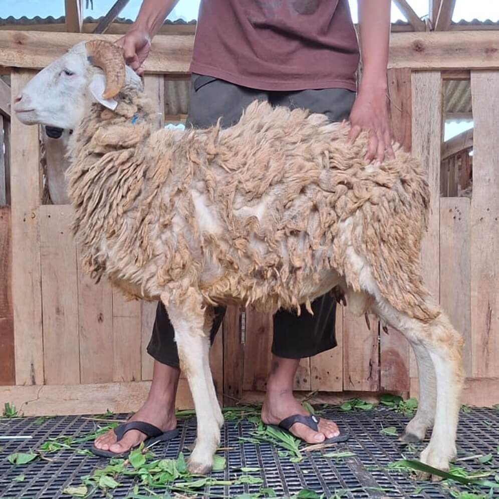 1Kambing