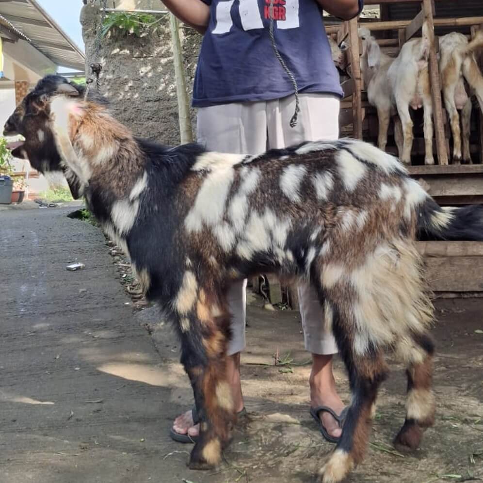 2Kambing