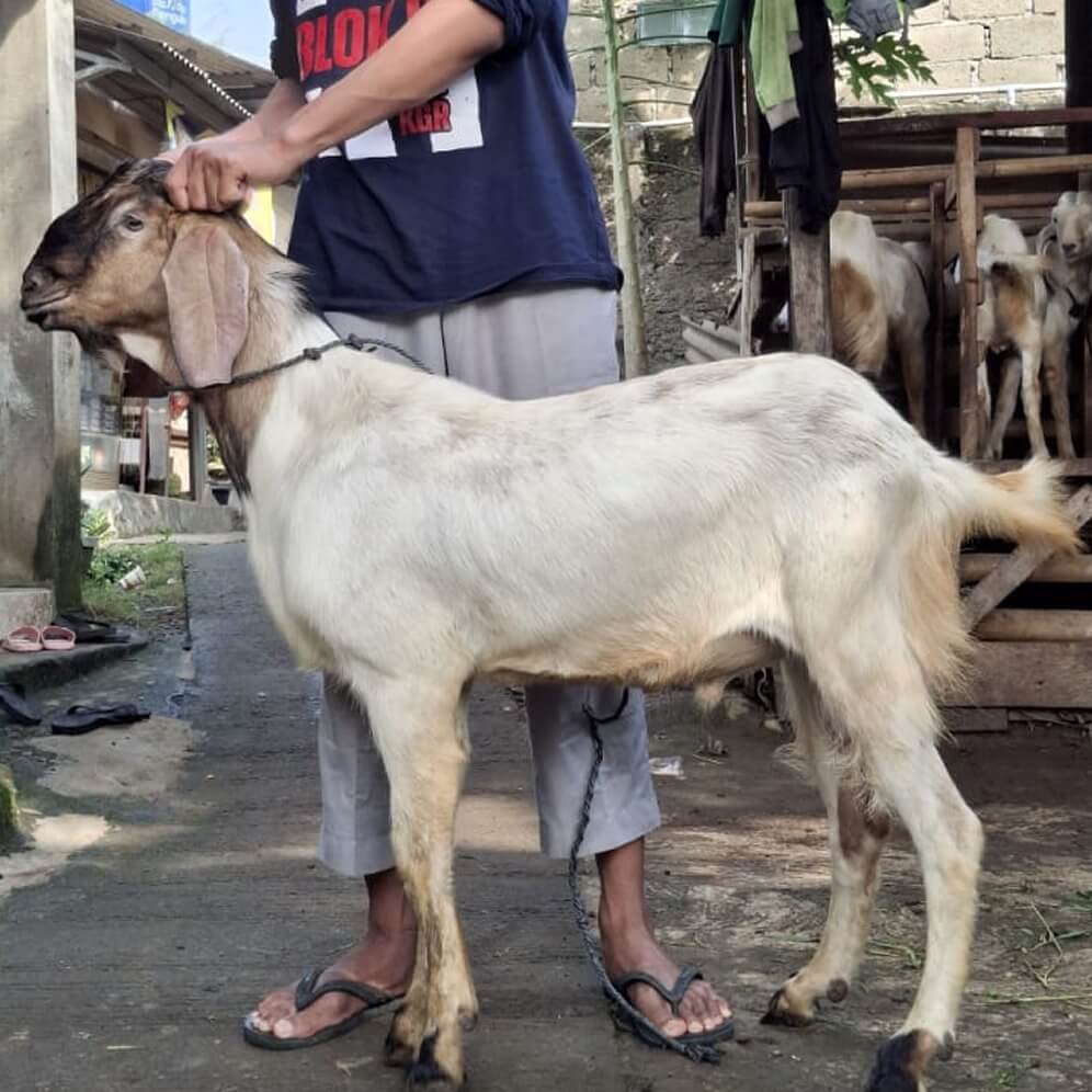 3Kambing