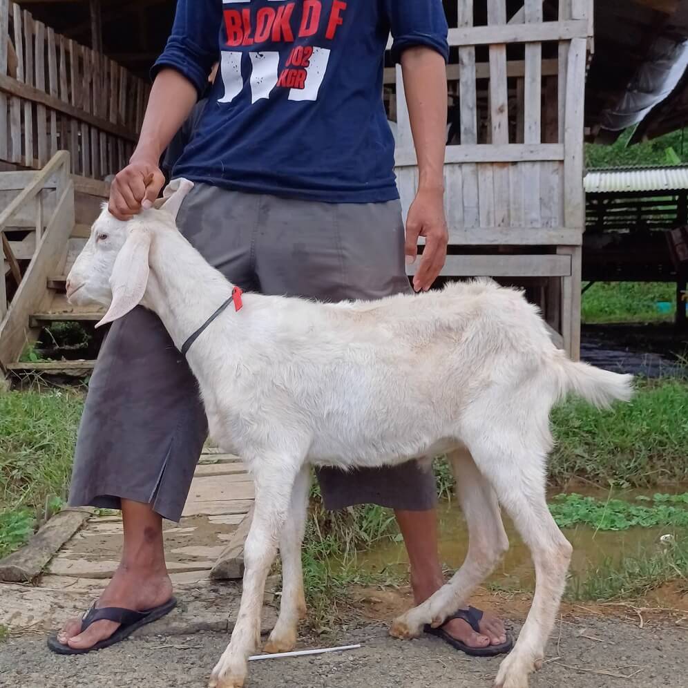 4Kambing