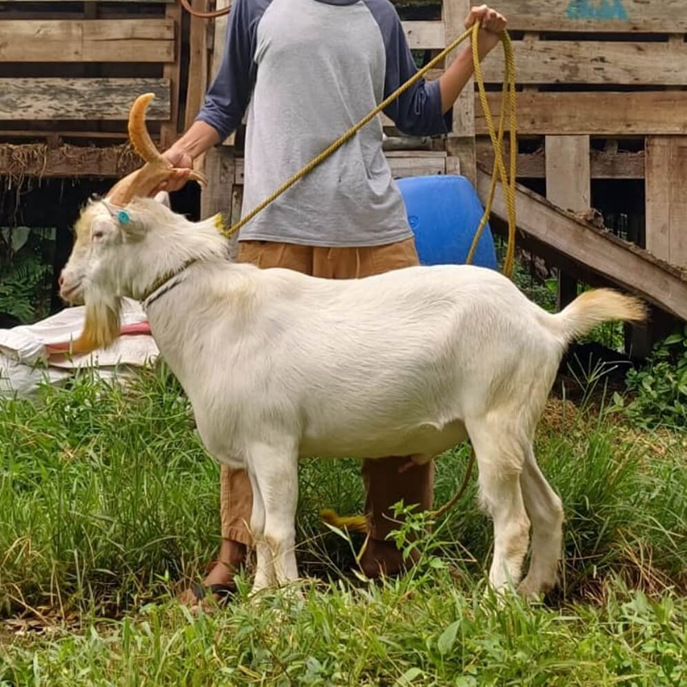 5Kambing