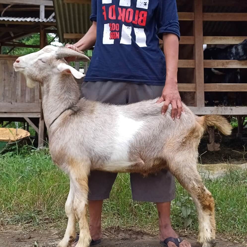 6Kambing