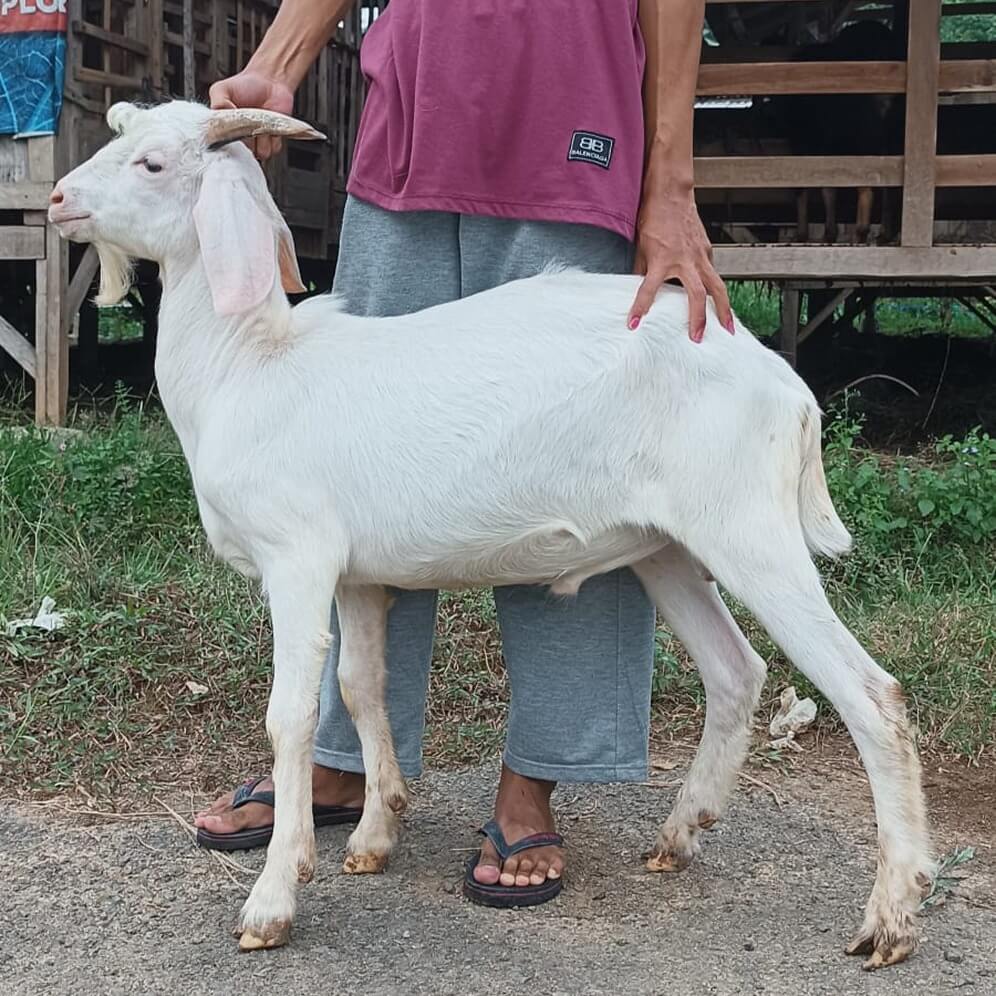 7Kambing