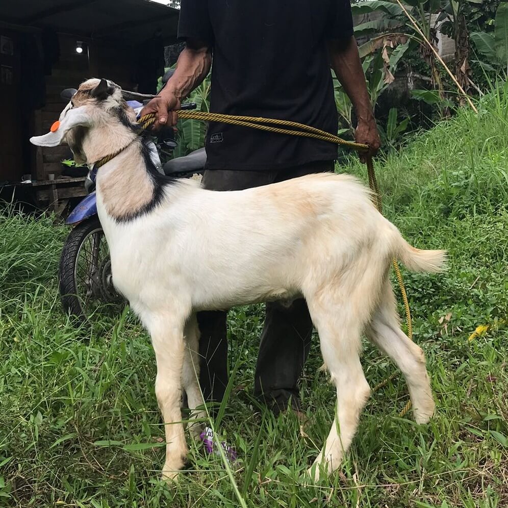 8Kambing