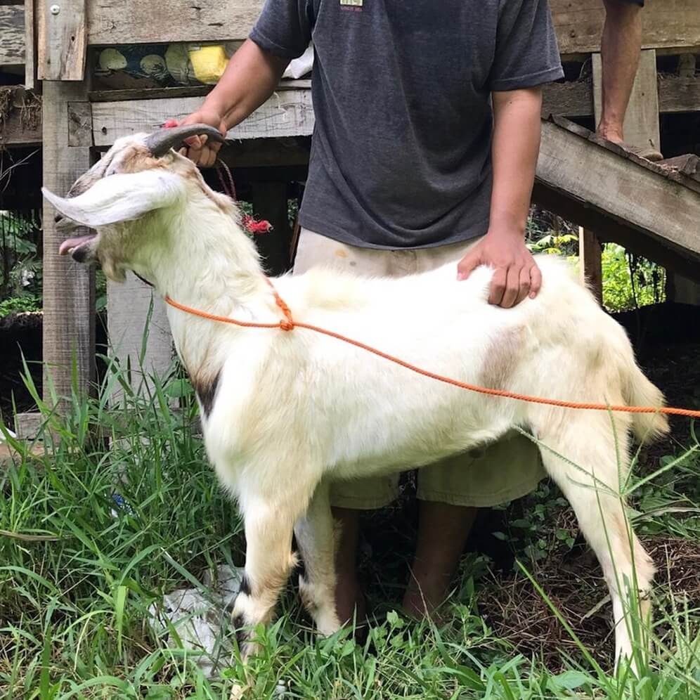 9Kambing